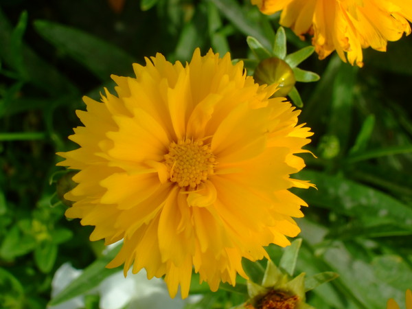 Fleur